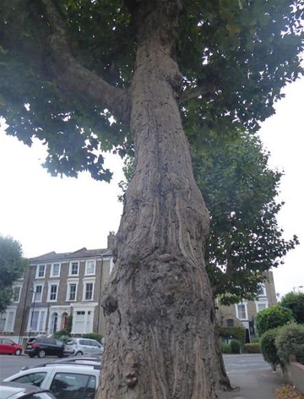 The resupinate fruiting bodies within a canker on a mature London plane in north-east London.